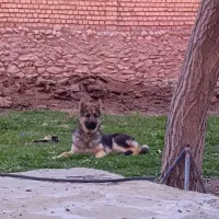 سگ ژرمن شپرد