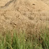 کاه