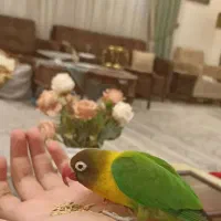کوتوله برزیلی گمشده