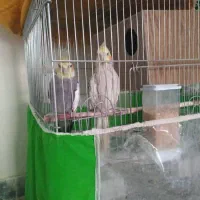 یک جفت عروس هلندی مولد