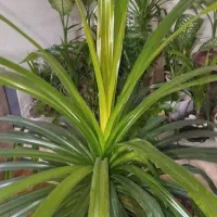 گل پاندانوس