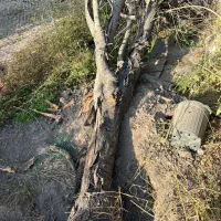 سلام خریدار چوب به بالاترین قیمت تسویه پای باسکول|خدمات باغبانی و درختکاری|نظرآباد, رسالت|دیوار