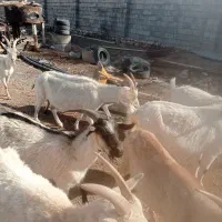 19عدد بز سانن و آلفاین 10عدد بزغاله 1ساله