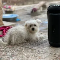 پامر عروسکی روبایی