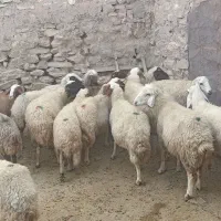 مالچه ۱۶عدد کمی سن دارن قیمت. ۲۵ملیون|حیوانات مزرعه|ماهیدشت, |دیوار