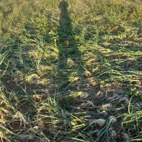 پیاز زرد وسفید|خوردنی و آشامیدنی|بوئین و میاندشت, |دیوار