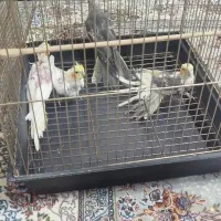 عروس هلندی|پرنده|مشگین شهر, |دیوار