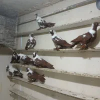 ککیلی دوبر گیلانده