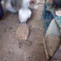 12تا گوک برای فروش آدرس فهرج