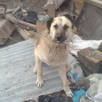 واگذاری سگ گله|سگ|ایلخچی, |دیوار