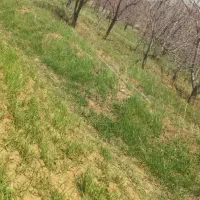 فروش زمین برای خانه باغ روستاهای چمچمال