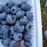 نهال بلوبری|خدمات باغبانی و درختکاری|لنگرود, |دیوار