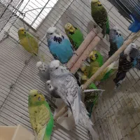 مرغ عشق انگلیسی و مرغ عشق رنگین کمانی|پرنده|خلخال, |دیوار