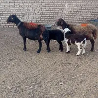 2 راس میش زاییده غزل افشار لخت