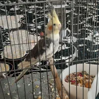 عروس هلندی گل باقالی