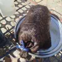 جوجه وخیگ محلی|حیوانات مزرعه|دهدشت, |دیوار