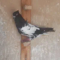 جوجه پرشی