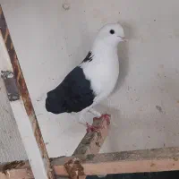 کفتر نر پشتدار