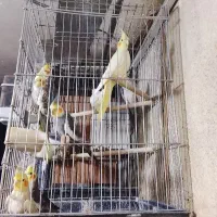 عروس هلندی