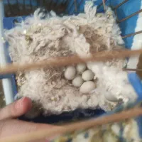 کوتوله نر و ماده.مرغ عشق. فنچ.