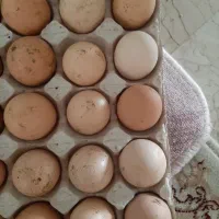 تخم مرغ محلی نطفه دار