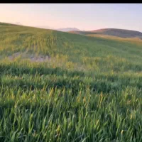 فروش-دو-هکتار-زمین-کشاورزی-دیم