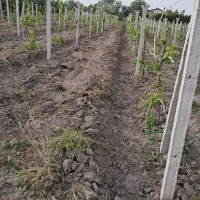 کارگر بیل زنی باغ و باغبانی|خدمات باغبانی و درختکاری|ارومیه, |دیوار