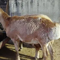 میش قوچ چینی