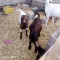 گوسفند|حیوانات مزرعه|دامن, |دیوار