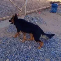 فروش سگ ژرمن شپرد