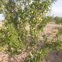معاوضه باغ با اپارتمان تک خواب یا ماشین شاستی جک|فروش زمین و ملک کلنگی|زنجان, |دیوار