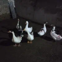 قاز طبیعی مزرعه|حیوانات مزرعه|اردبیل, |دیوار