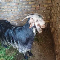 فروش تیر بز