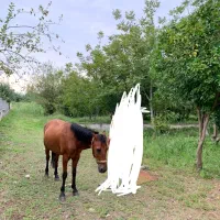 نریون ۷ساله مناسب سواری بچه‌ها