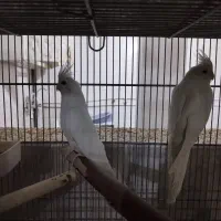 عروس هلندی آلبینو مولد کار حلقه ب پا|پرنده|قم, نوبهار|دیوار