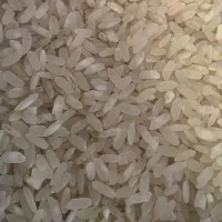 برنج کامفیروز