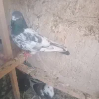 کبوتر|پرنده|ماکو, |دیوار