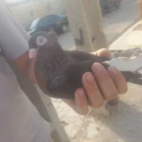 کفتر آبادانی
