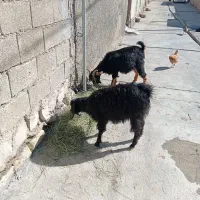 تویشک|حیوانات مزرعه|سراب میمه, |دیوار