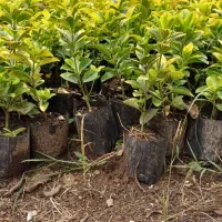 شمشاد طلایی|خدمات باغبانی و درختکاری|بندر انزلی, چهارفریضه|دیوار