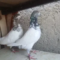 ۱۲ جفت کفتر پرشی دونسته|پرنده|خمینی‌شهر, |دیوار