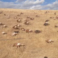 بوقلمون محلی|حیوانات مزرعه|بانه, |دیوار