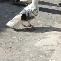 کفتر همه چی تموم|پرنده|مشکین‌دشت, |دیوار