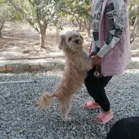 سگ توافقی|سگ|شاهدشهر, |دیوار