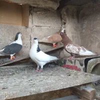 کفتر رنگه هوایی کله وسینه|پرنده|مشهد, کوه سنگی|دیوار