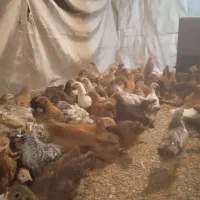 جوجه مرغ محلی|حیوانات مزرعه|تویسرکان, |دیوار