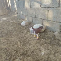 کلاغ دم سرخ افشون ماده