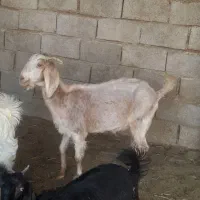 بز چاق وسرحال واوکی