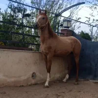 کره نریان آس