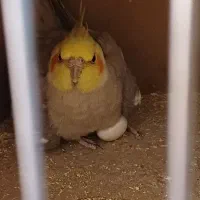 عروس هلندی جفت مولد